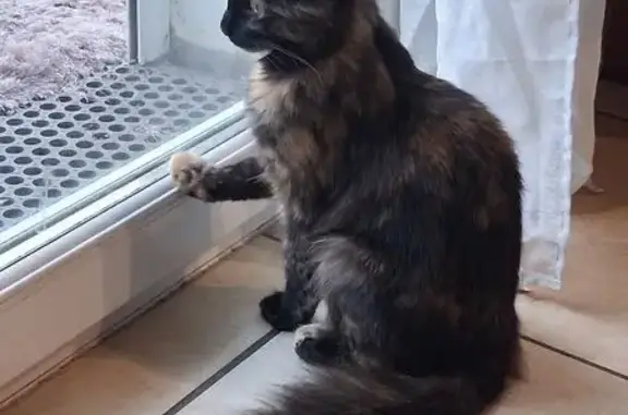 Animaux trouvés Perpignan, photo: Trouvé chat femelle, Rue Arsène d'Arsonval, Perpignan - queue à poil long