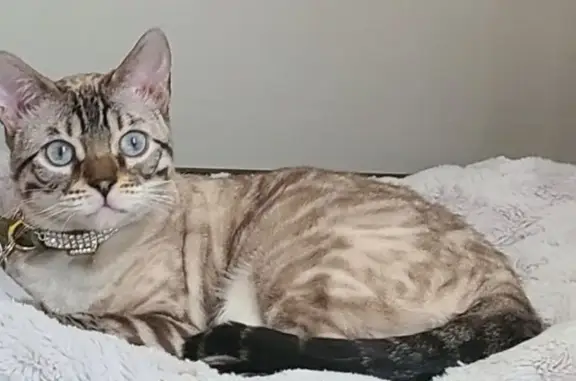 Lost female cat, Trotter Ridge Drive, Mooresville - Bengal Tabby Point - photo