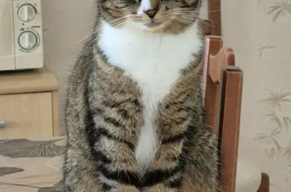 Animaux perdus Meursac, photo: Chat perdu, Chemin de Lorioux, Montpellier-de-Médillan - couleur tigre, chausson blanc