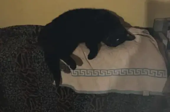 Chat perdu, Rue Danton, 3, Argenteuil - petite chatte noire - photo