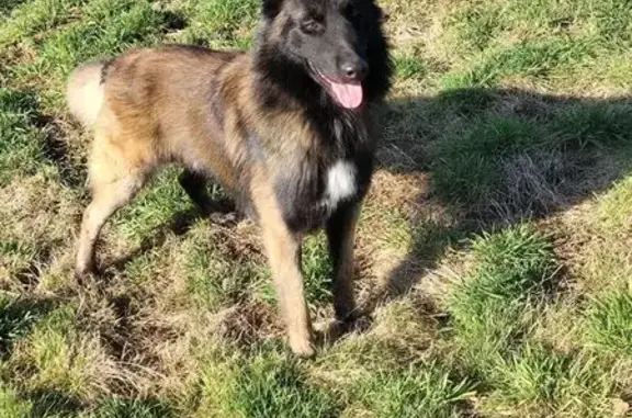 Perdu Chien, Rue Haute, 7, Ormenans, Rioz - Tervueren fauve charbonner - photo