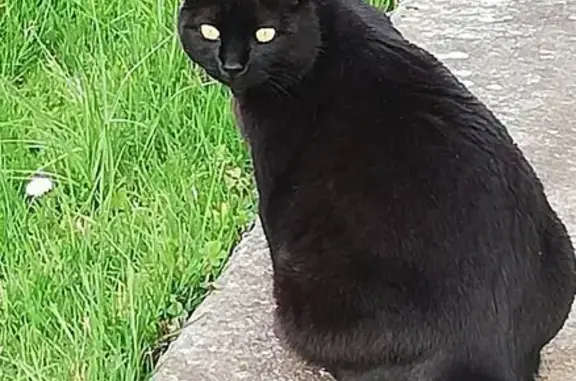 Chat perdu, Pechbonnieu, photo: Perdu chat homme, Chemin des Coteaux, Pechbonnieu - noir, yeux jaunes