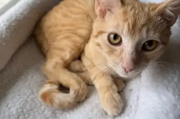 Lost male cat, Pleasant View Road, Middleton - small orange tabby - photo