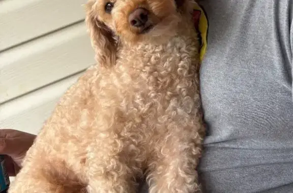 Lost male dog, Sunlight Road, Alpharetta - black leash attached - photo