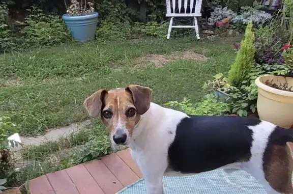Lost male dog, Forestford Road, Richmond - Jack Russell beagle mix - photo