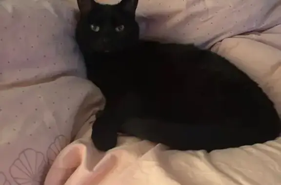 Animaux perdus Cesson, photo: Chat perdu, Square Éléonore d'Aquitaine, Cesson - silhouette fine