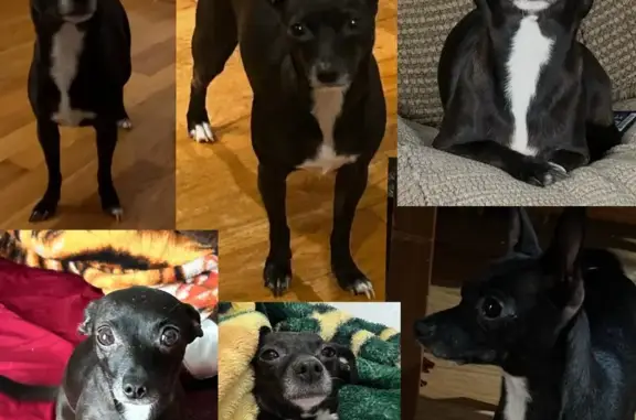 Lost female dog, West 44th Street, Chicago - black Chihuahua with a white beard - photo
