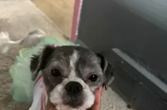 Missing dog Kansas City, photo: Lost female dog, Cheyenne Street, Detroit - wearing a tutu