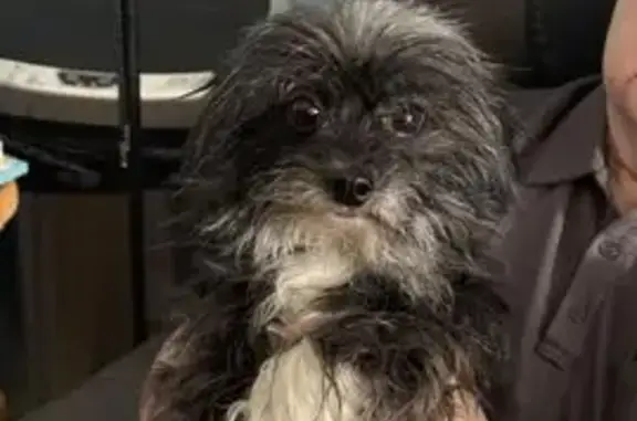 Lost female dog, Victor Avenue, 2205, Lansing - very skittish - photo