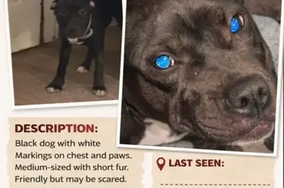 Lost female dog, Philadelphia - black with white markings - photo
