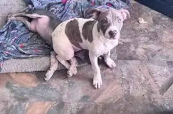 White with brownish markings with brownish face and blue eyes 6 mths old lost near field top lane water run lane andchrist school rd area in arden nc Thanks everyone Lucy has been found