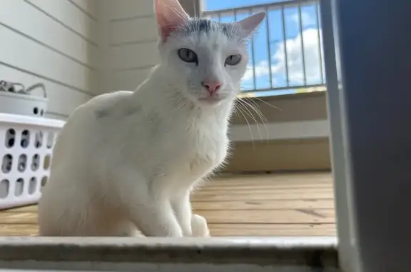 Lost pets Raleigh, photo: Lost female cat, Lucid Inlet Lane, Raleigh - white with grey patches
