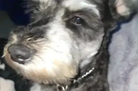 Went missing 4/9 @ noon near corlett rd. Black and white, no collar, no chip, cropped tail.