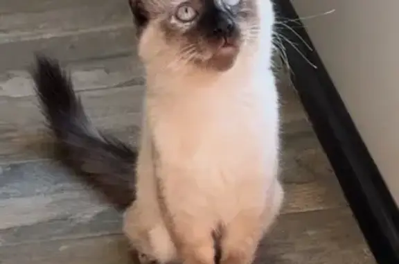 Lost female cat, Vista Florida, 14900, Bakersfield - cream/white with seal point face - photo