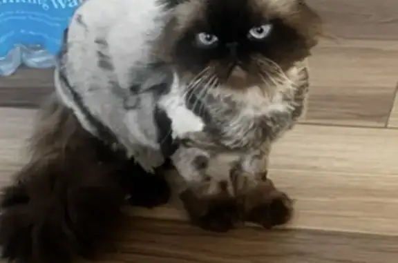 Lost male cat, West Hampton Drive, Joliet - Himalayan with buzzed cut - photo