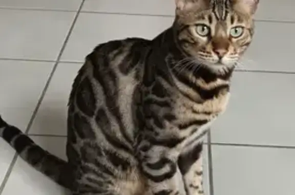 Animaux perdus Vif, photo: Chat perdu, Rue du Breuil, Vif