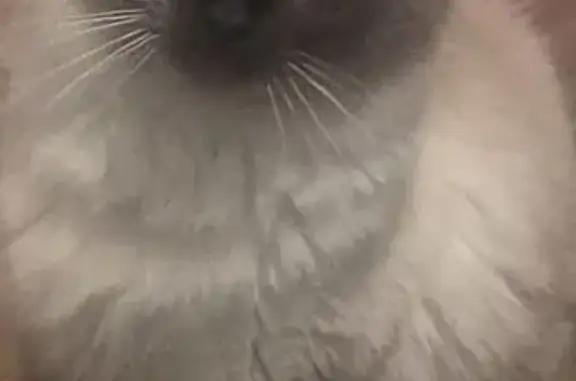Lost female cat, Circle Drive, 119, Belton - brown and white Siamese with blue eyes - photo