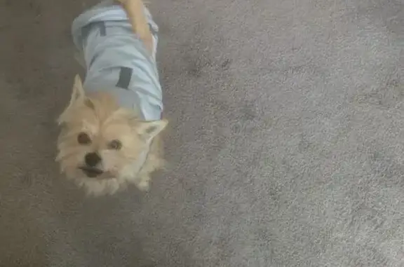 Lost male dog, Airport Highway, Toledo - golden terrier mix - photo