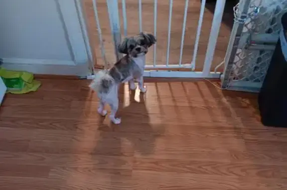 Lost male dog, Saint Pauls, Norfolk - tri color - photo