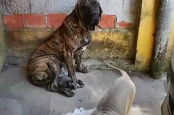 Cachorro perdido Macho (brl002...