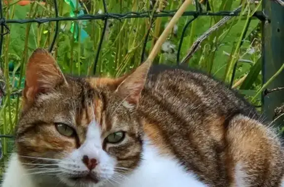 Chat perdu, Nantes, photo: Chat perdu, Les Brets, 39, Quévert, Nantes - femelle avec collier rose