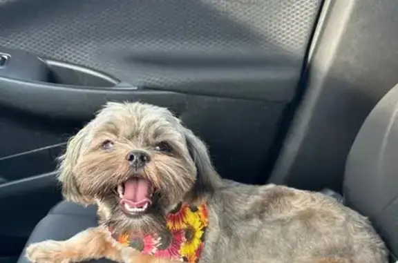 Missing dog Kansas City, photo: Lost female dog, Norton Avenue, Kansas City - wearing black hoodie 'cool pup club'