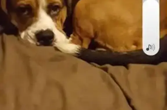 Missing dog Rensselaer, photo: Lost Male Dog, 2nd Street, City of Troy - 14 years old, brown, black and white