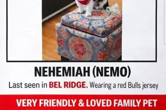 Lost male dog, Dunn Road, St. Louis - dark brown and white - photo