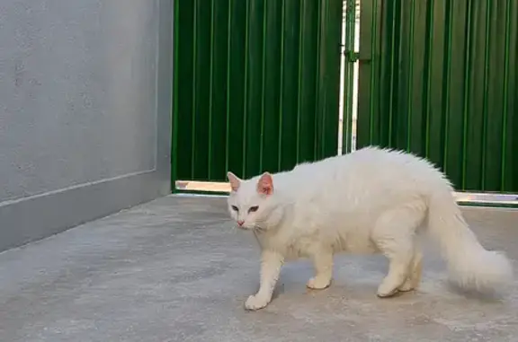 Gato desaparecido Macho (brl002608) - photo