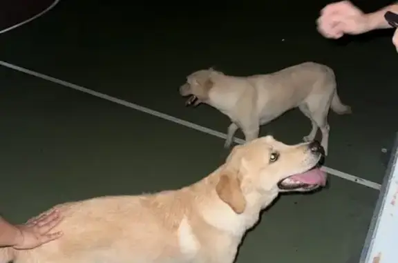 Lost and found pets Singapore, photo: Found male dog, Eunos Crescent, 9, Singapore - golden lab retriever