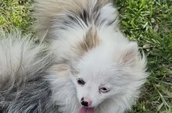 Lost dog, Stockdale Frontage Highway, 5826, Bakersfield - female Pom Merle - photo