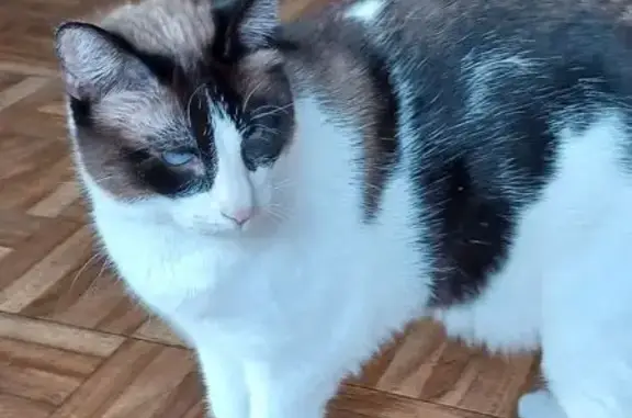 Animaux perdus Caluire-et-Cuire, photo: Chat perdu, Rue de Margnolles, Caluire-et-Cuire - siamoise yeux bleus