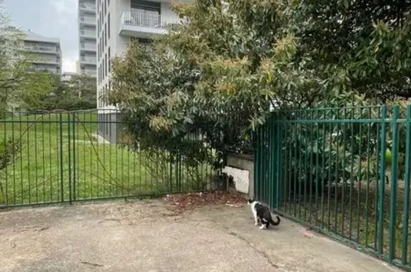 Animaux trouvés Boulogne-Billancourt, photo: Trouvé Chat, Avenue du Maréchal Juin, Boulogne-Billancourt - pointe oreille gauche blanche