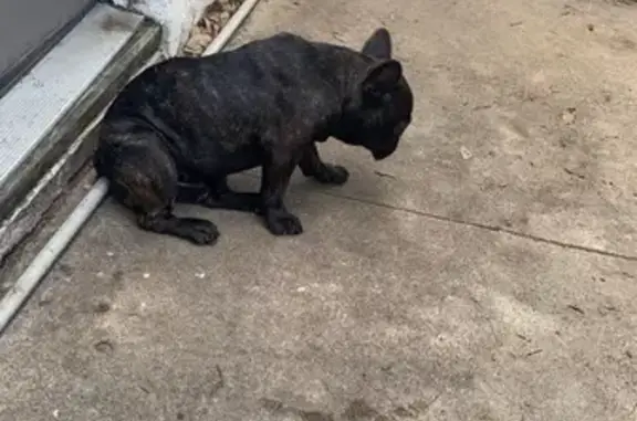 Lost male dog, Hwy 90 near Edgewater Mall, Biloxi - brindle French bulldog - photo