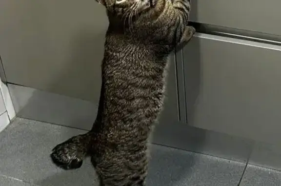 Búsqueda de mascotas, foto: Perdido gato masculino, Paseo de la Tolerancia, 6, Torrejón de Ardoz - gris y atigrado