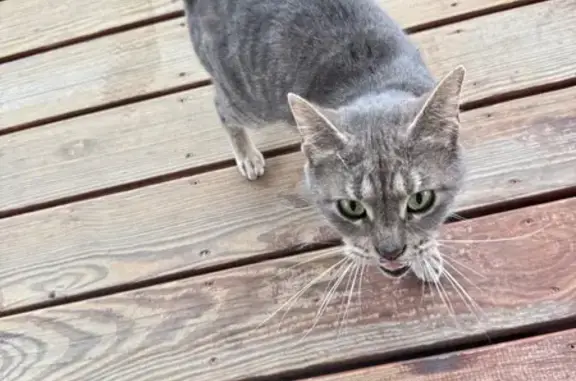 Found pets Chicago, photo: Found female cat, West 59th Street, Chicago - gray coat and purple collar