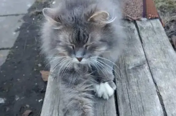 Зникла кішка, Караїмська вулиця, 5, Львів - сіра, пухнаста, подібна до сибірської - photo