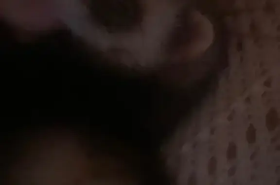 Lost female cat, Middleborough, Massachusetts - brown with white around her eyes - photo