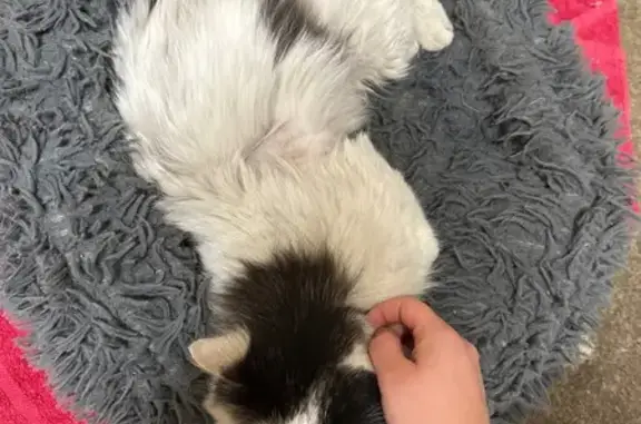 Chat trouvé Louzy, photo: Trouvé Chat mâle, Rue de Monceau, Louzy - très sociable