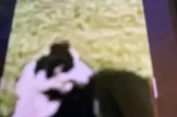 Lost male dog, US 23, Louisa - black and white with shock collar - photo