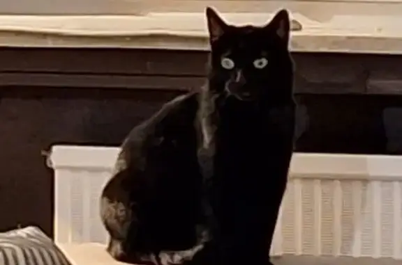 Animaux perdus Yutz, photo: Chat perdu, Rue Calmette, Yutz, Paris - noir au poil court