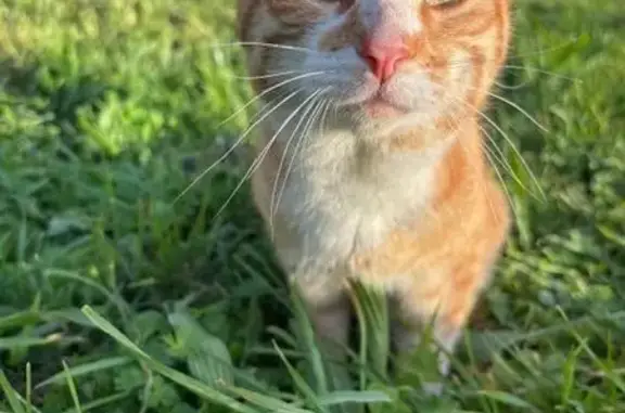 Animaux trouvés Noisy-le-Sec, photo: Trouvé Chat homme, Le Rétail, Legé, Noisy-le-Sec - jeune chat roux