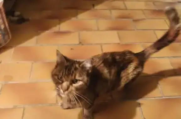 Animaux trouvés Villeneuve, photo: Trouvé Chat femme, Rue du Sol, 6, Villeneuve - très sociable