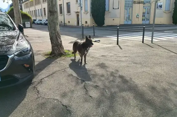 Chien trouvé Saint-Martin-d'Hères, photo: Chien trouvé, Place Paul Eluard, Saint-Martin-d'Hères - allure de berger allemand