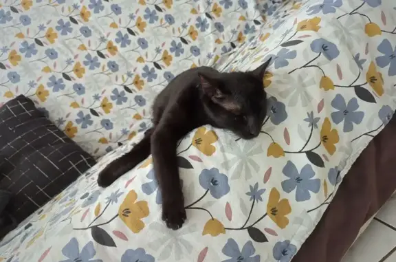 Animaux trouvés Drancy, photo: Trouvé chat femelle, Gagny, Drancy - pelage noir