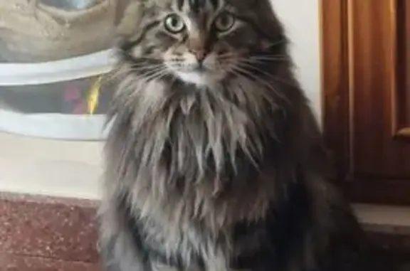 Perdido gato hembra, Calle Miguel Marín, Almendralejo - muy asustadiza - photo