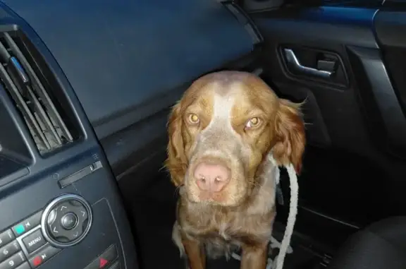 Animaux trouvés Pont-Saint-Pierre, photo: Trouvé Chien homme, Rue des Andelys, La Neuville-Chant-d'Oisel - épagneul