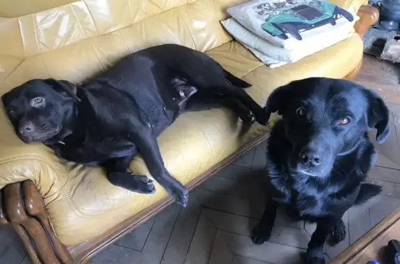 Chien trouvé Paris, photo: Perdu Chien, Femme, Étaves-et-Bocquiaux, Paris - labrador marron
