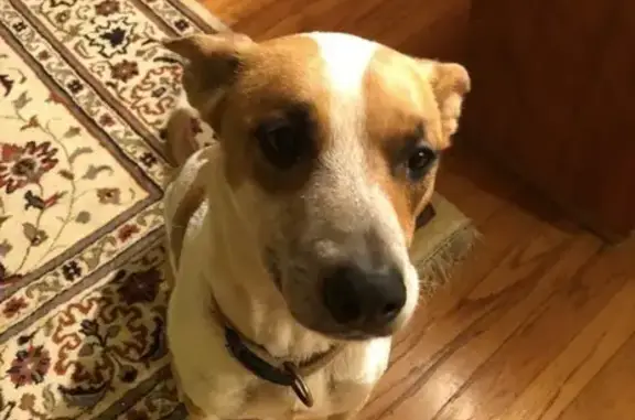 Lost Female Dog, Hao Street, East Honolulu - caramel color - photo