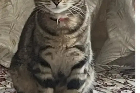 Animaux perdus Paris, photo: Perdu Chat femelle, Grande Rue, 14, Torcy, Paris - pattes différentes